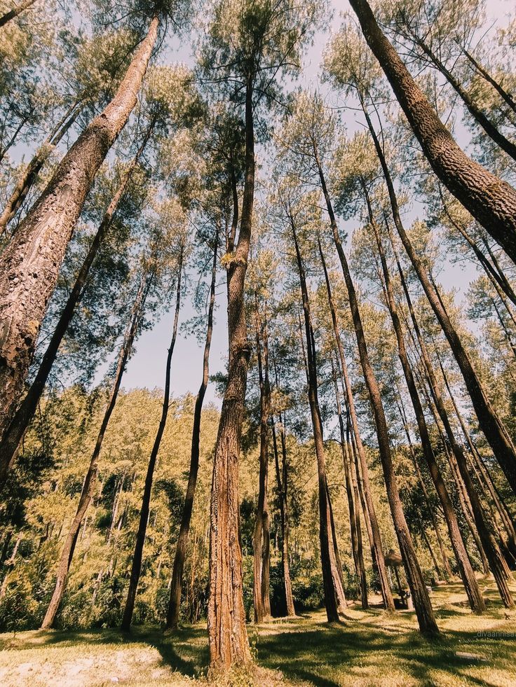 hutan loji blitar