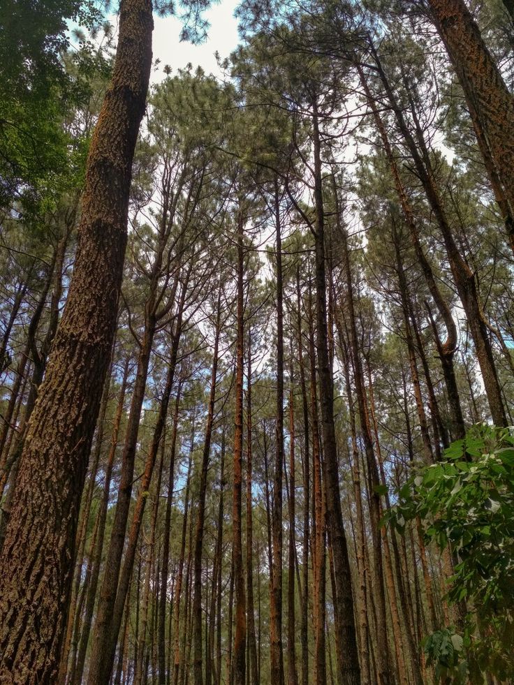 hutan pinus gogoniti blitar