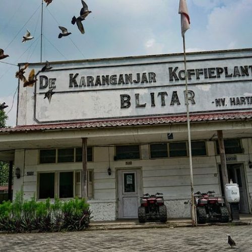 De Karanganjar Koffieplantage: Wisata Edukasi dan Keindahan Alam Kebun Kopi di Blitar