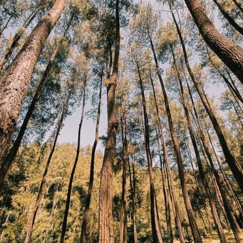 Hutan Loji Blitar: Wisata Alam Sarat Sejarah di Tengah Sejuknya Hutan Pinus